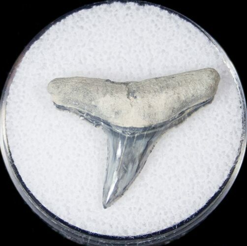 Large Fossil Lemon Shark Tooth - Bone Valley #14693